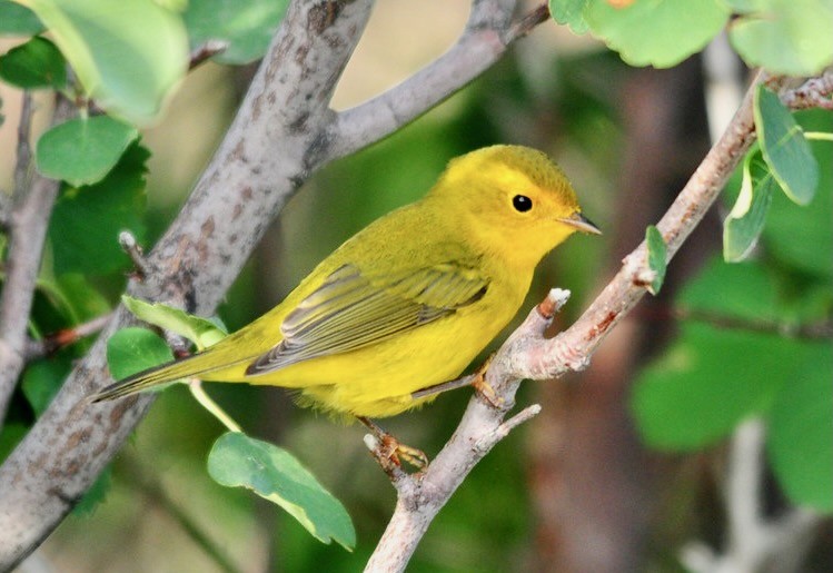 Wilson's Warbler Seedskadee NWR 01 by Tom Koerner/USFWS Mountain Prairie is licensed under CC BY 2.0.